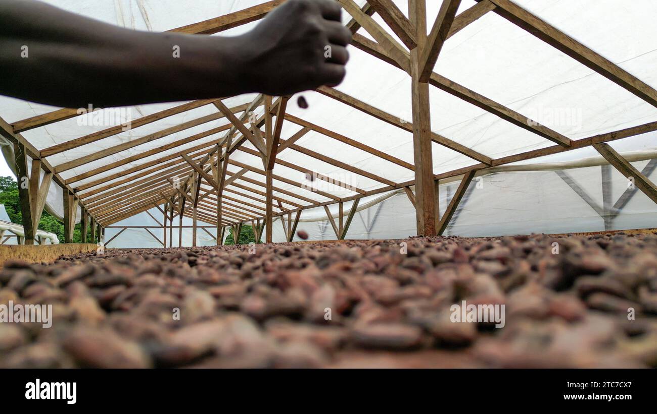 Ein afrikanischer Mann, der Kakaobohnen abwirft, Sao Tome e Principe, Afrika Stockfoto