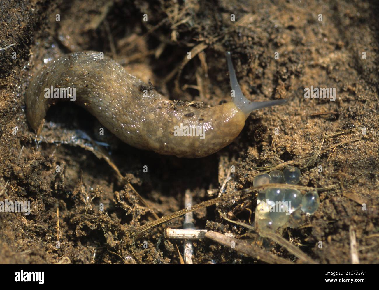 Limacus flavus, auch bekannt als Kellerschnecke, gelbe Schnecke oder gelbbraune Gartenschnecke, ist eine mittlere bis große Art von luftatmenden Landschnecke, Stockfoto