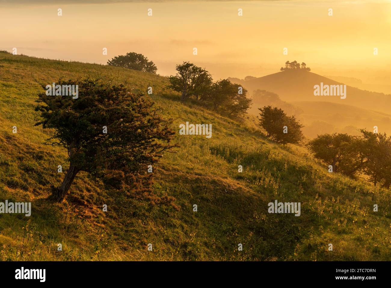 Goldener Sommermorgen am Colmer's Hill in der Nähe von Symondsbury, West Dorset, England. Sommer (Juni) 2023. Stockfoto