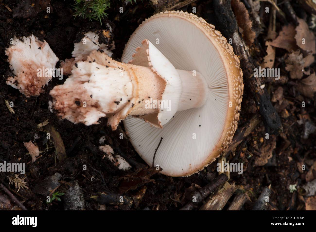 Amanita rubescens, der Blusher, gepflückt, entwurzelt und auf dem Boden liegend, mit Kiemen, Oktober, Großbritannien Stockfoto