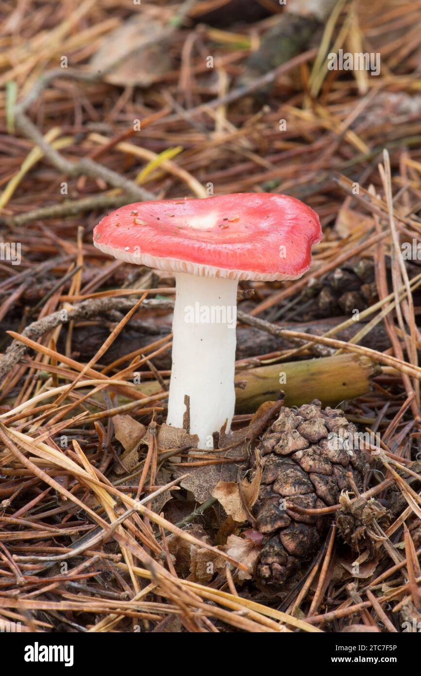 Die Krankheit, Russula emetica, emetische Russula, Erbrechen der Russula, wächst in Kiefernnadeln auf Waldboden, Oktober Stockfoto