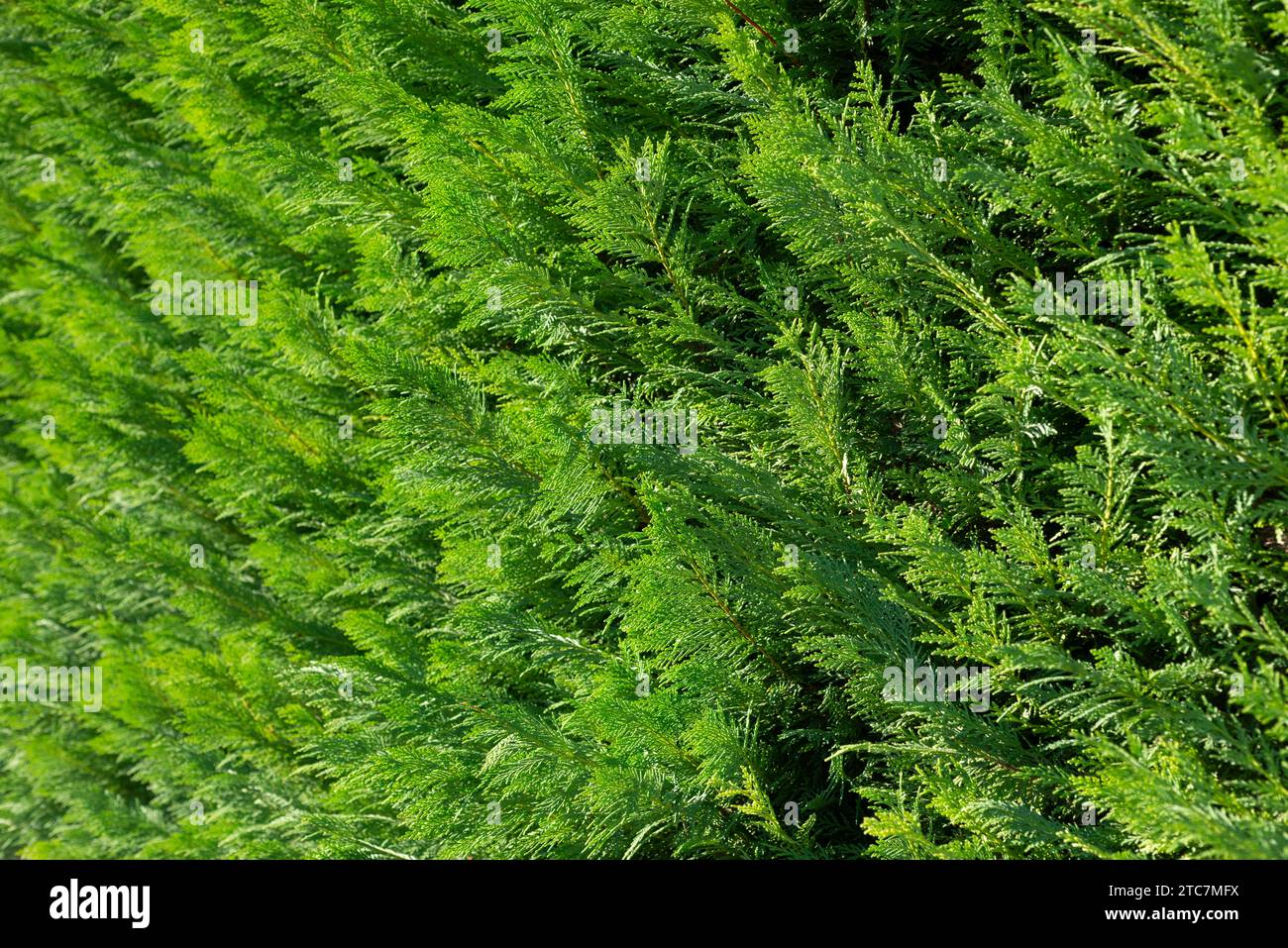 Italien, Lombardei, Lawson Cypress Hedge, Chamaecyparis Lawsoniana Stockfoto