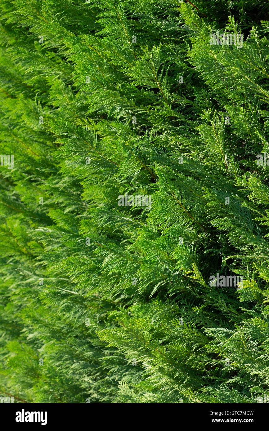 Italien, Lombardei, Lawson Cypress Hedge, Chamaecyparis Lawsoniana Stockfoto