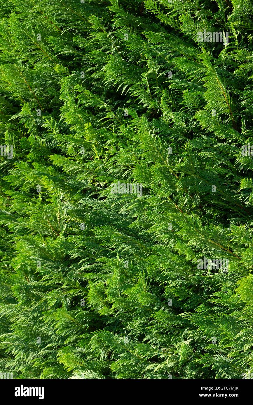 Italien, Lombardei, Lawson Cypress Hedge, Chamaecyparis Lawsoniana Stockfoto