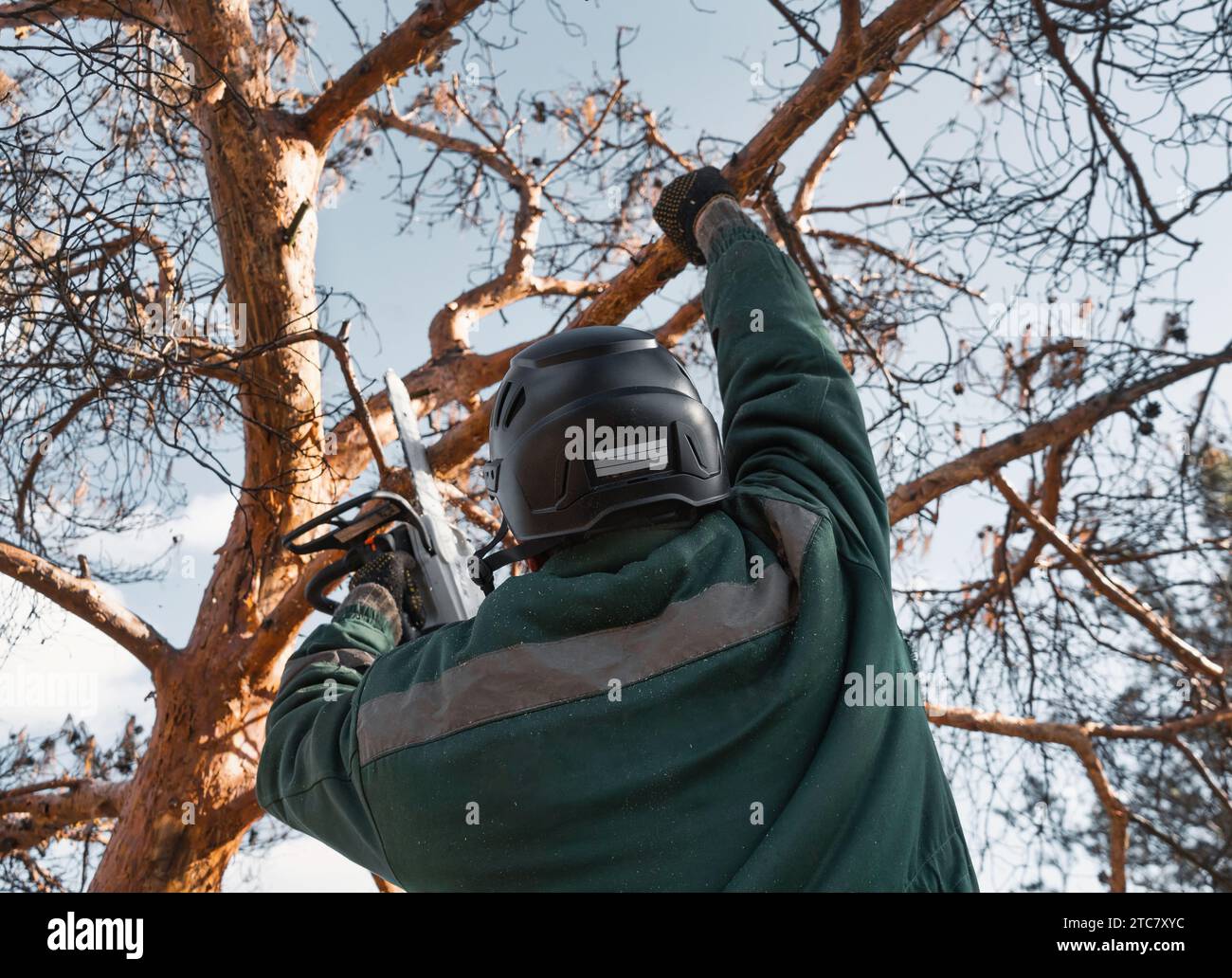 Der Baumstamm in einem Helm schneidet die Zweige eines getrockneten Notbaums ab. Höhenkletterer funktioniert. Holzschnitt. Stockfoto