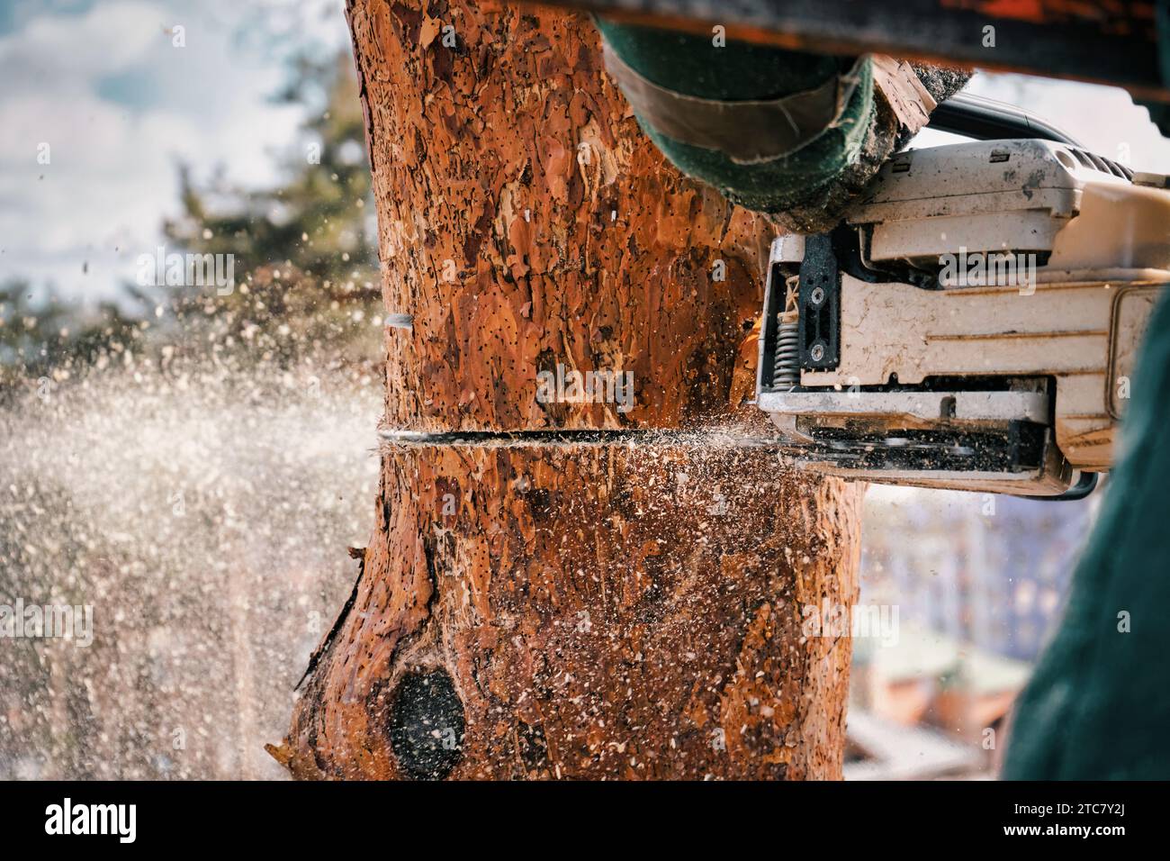 Holzschneider schneidet mit der Motorsäge einen Baumstamm. Sägespäne, die aus einer Säge fliegen. Nahaufnahme. Stockfoto