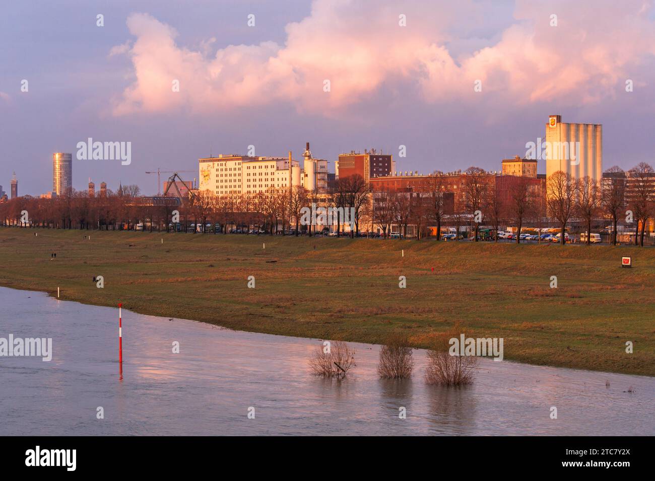 Leichte Überschwemmung des Rheins, Rheinwiesen im Stadtteil Poll, Auer und Ell im Hafen von Deutz, Köln. Leichtes Hochwasser d Stockfoto