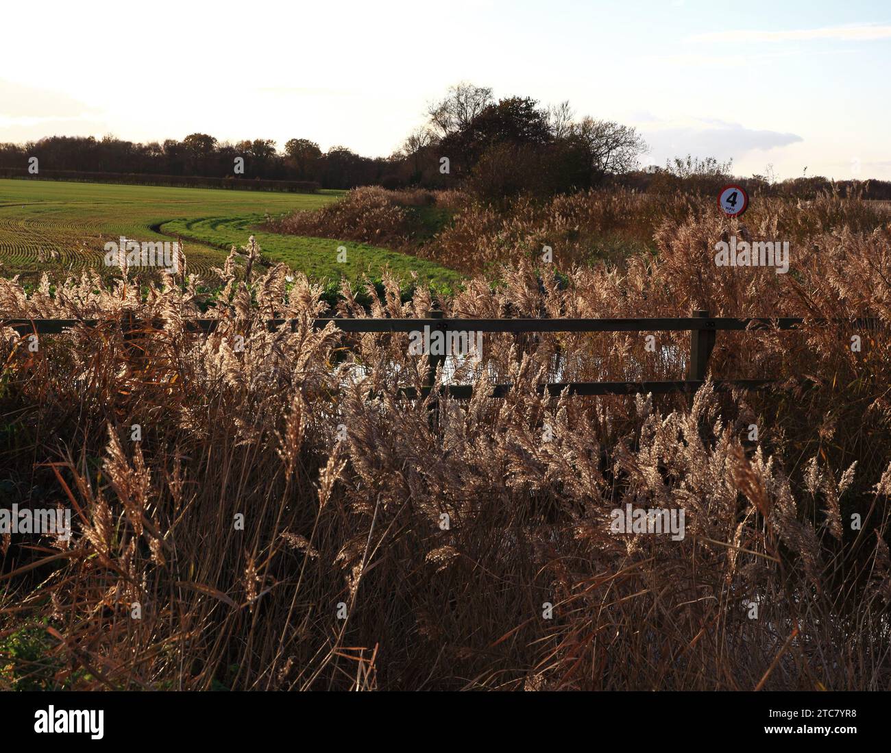 Ein Bild von Common Reed Samenköpfen an einem Deich, der zur Staithe auf den Norfolk Broads in West Somerton, Norfolk, England, Großbritannien führt. Stockfoto