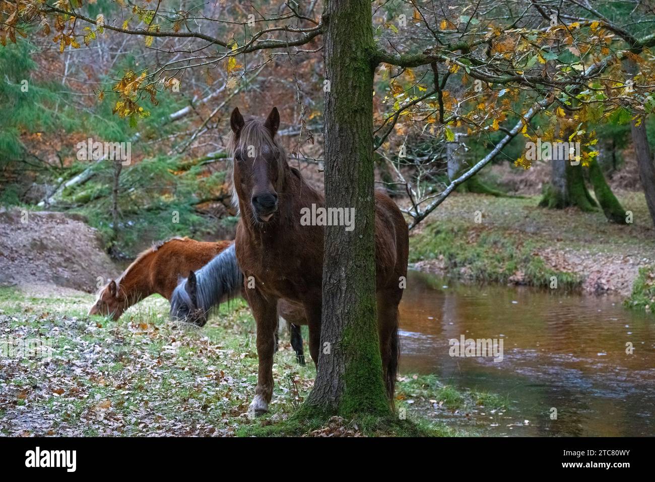New Forest Ponies trinken aus Blackwater Stream, Rhinefield, Ornamental Dive, Brcockenhurst, Hampshire, England, Uk Stockfoto