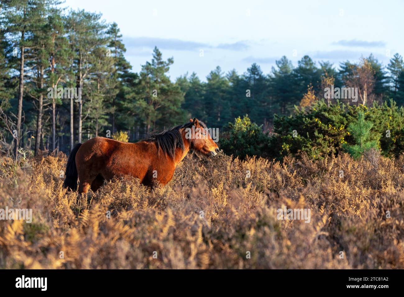 Wild Pony am Mogshade Hill im New Forest National Park, Hampshire, England, Großbritannien Stockfoto