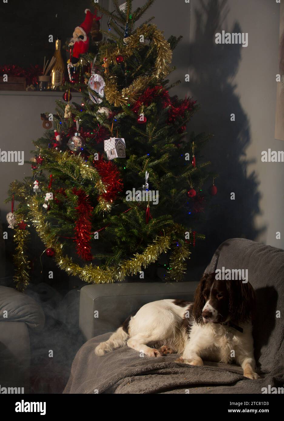Englischer springer Spaniel auf Couch mit Weihnachtsbaum und Lichtern und Dekorationen. Stockfoto