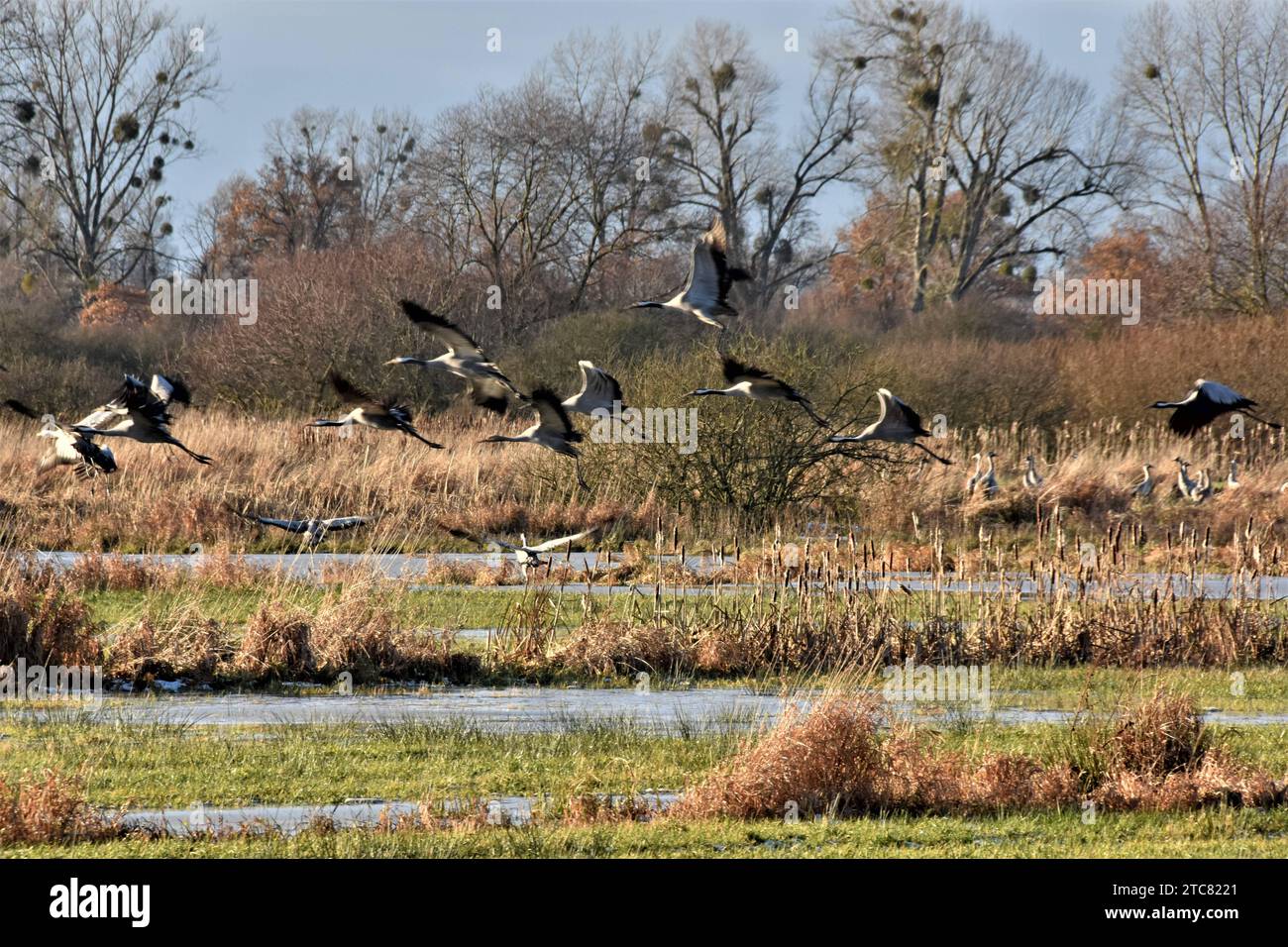 09.12.2023 Drömling Deutschland/Sachsen Anhalt/Altmark/Bördekreis/ zwischen Röwitz und Buchhorst/Naturpark Drömling/Biosphärenreservat/viele Kraniche bei der Rast auf einer Wiese/einige Vögel starten zum Abflug *** 09 12 2023 Drömling Germany Sachsen Anhalt Altmark Bördekreis zwischen Röwitz und Buchhorst Naturpark Drömling Biosphärenreservat viele Kraniche auf einer Wiese liegen auf einer Wiese einige Vögel starten für den Flug Guthaben: Imago/Alamy Live News Stockfoto