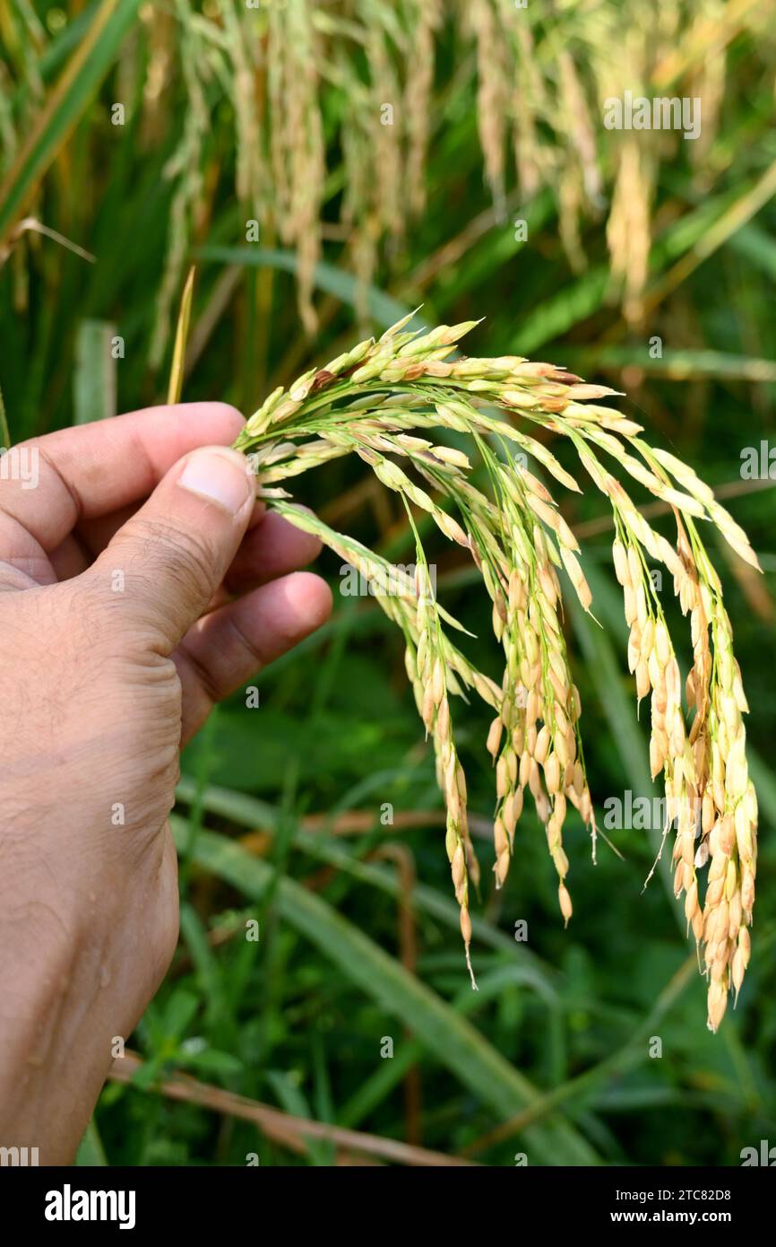 Nahaufnahme die reife gelb grüne Reispflanzenkörner halten Hand in der Farm weicher Fokus natürlicher grüner brauner Hintergrund. Stockfoto