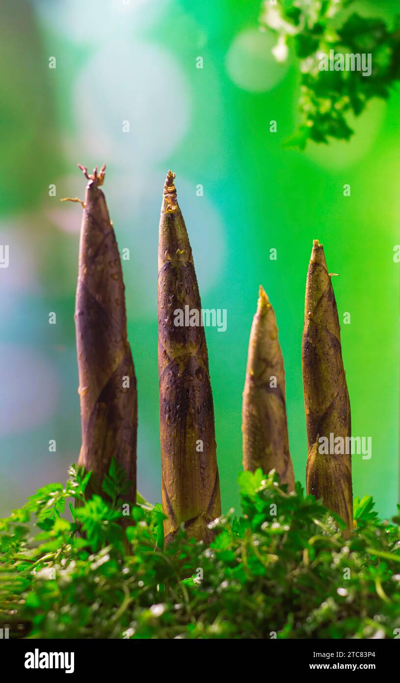 Foto von asiatischen Früchten, tropischen Früchten, im Studio aufgenommen, hochwertige Bilder Stockfoto