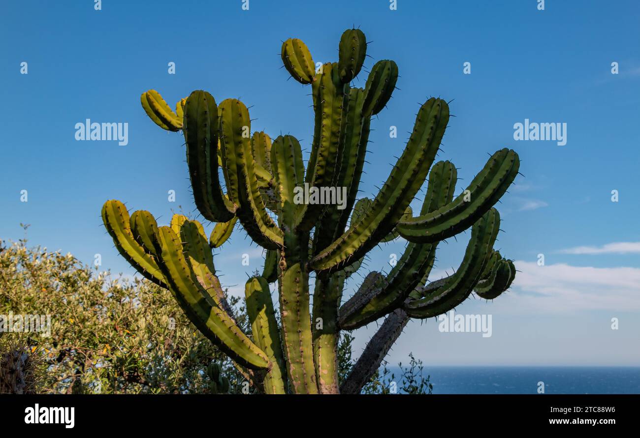 Ein Bild von einem grünen Kakteen, wie in einem botanischen Garten Monaco Stockfoto