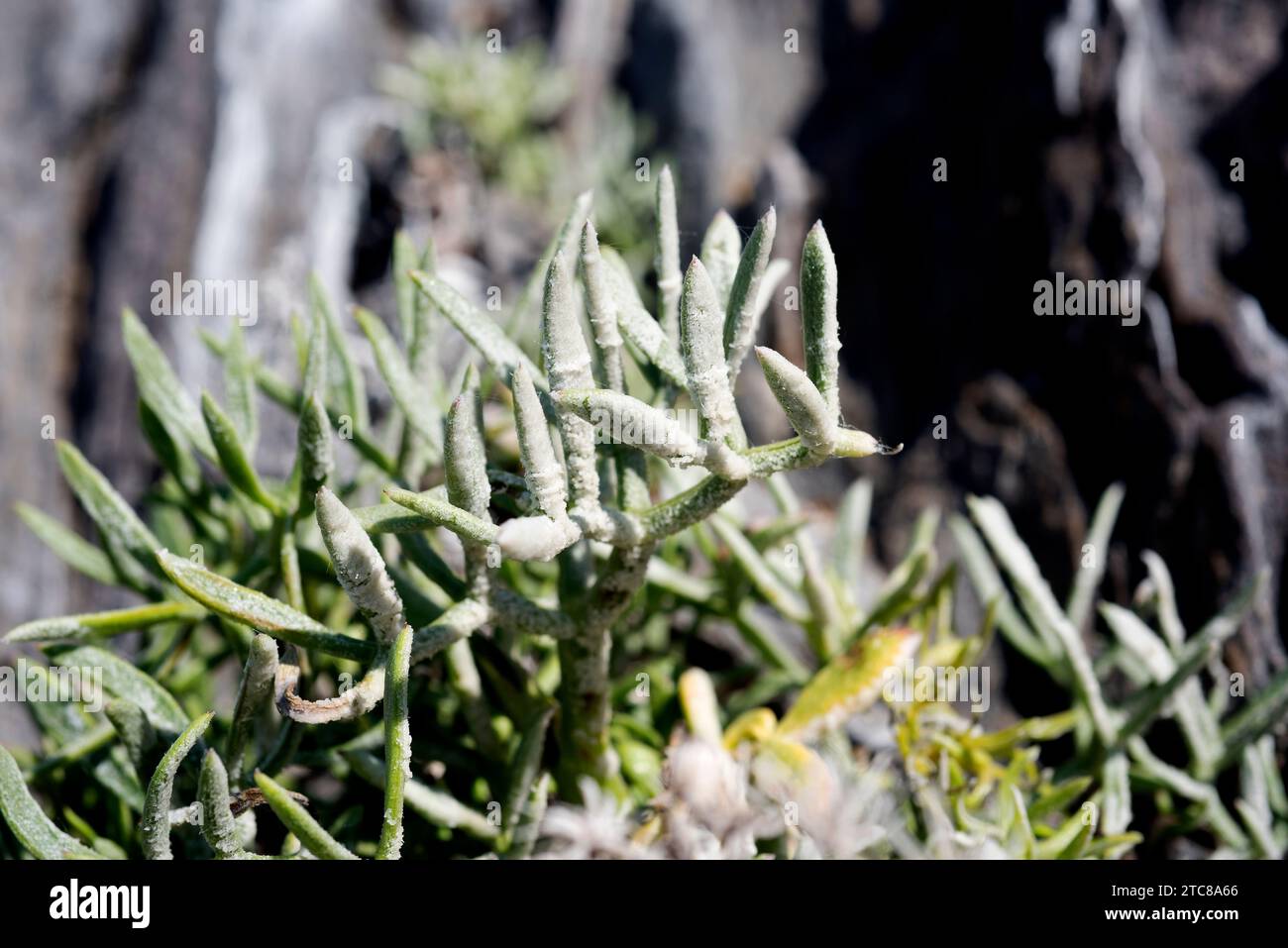 Meerfenchel oder Steinsamphir (Crithmum maritimum) ist eine essbare mehrjährige Pflanze, die in Küsten des Mittelmeerbeckens und der westlichen Küsten Europas beheimatet ist. Le Stockfoto
