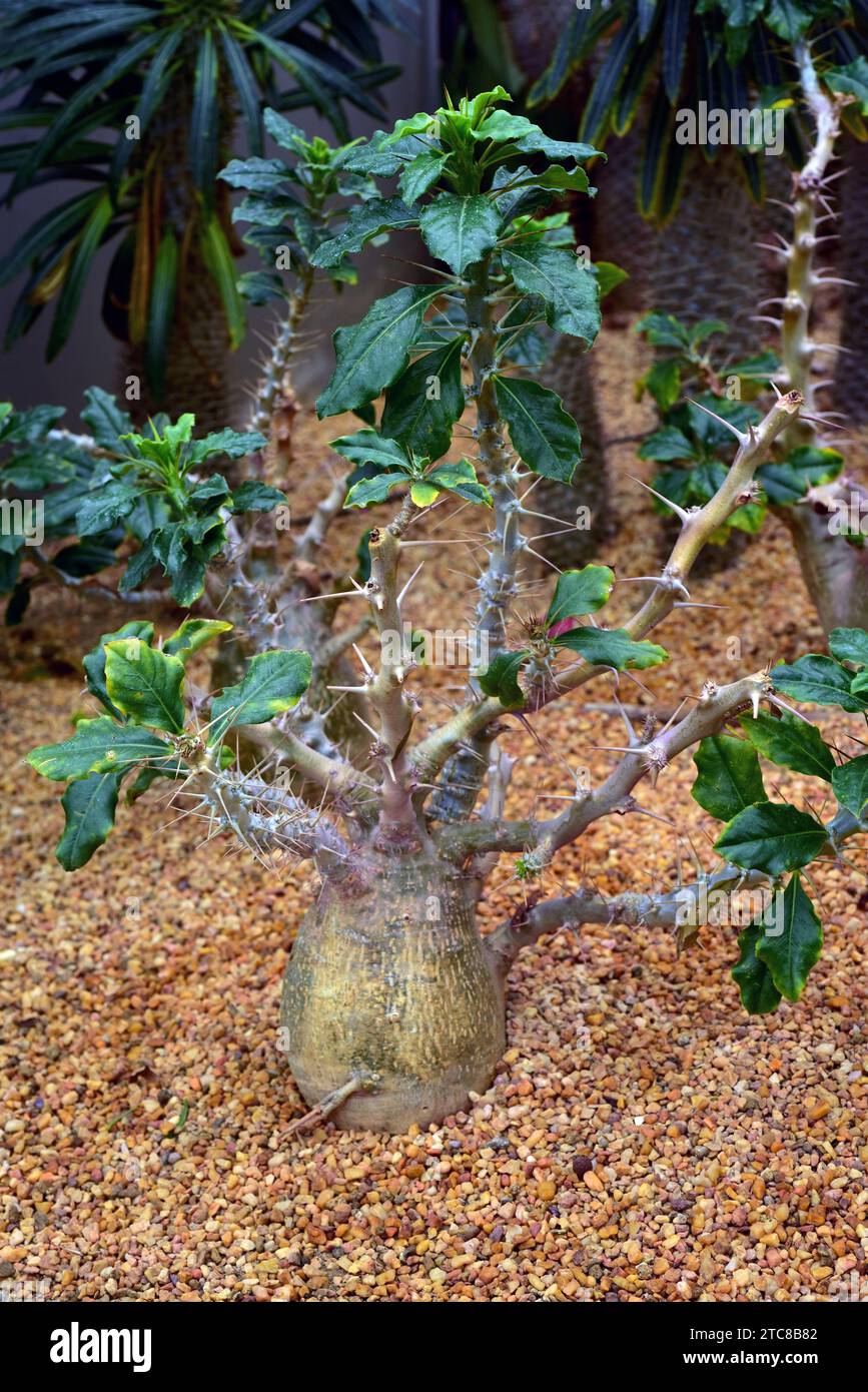 Kudulilie (Pachypodium saundersii) ist ein stacheliger, saftiger Strauch, der im südlichen Afrika beheimatet ist. Stockfoto