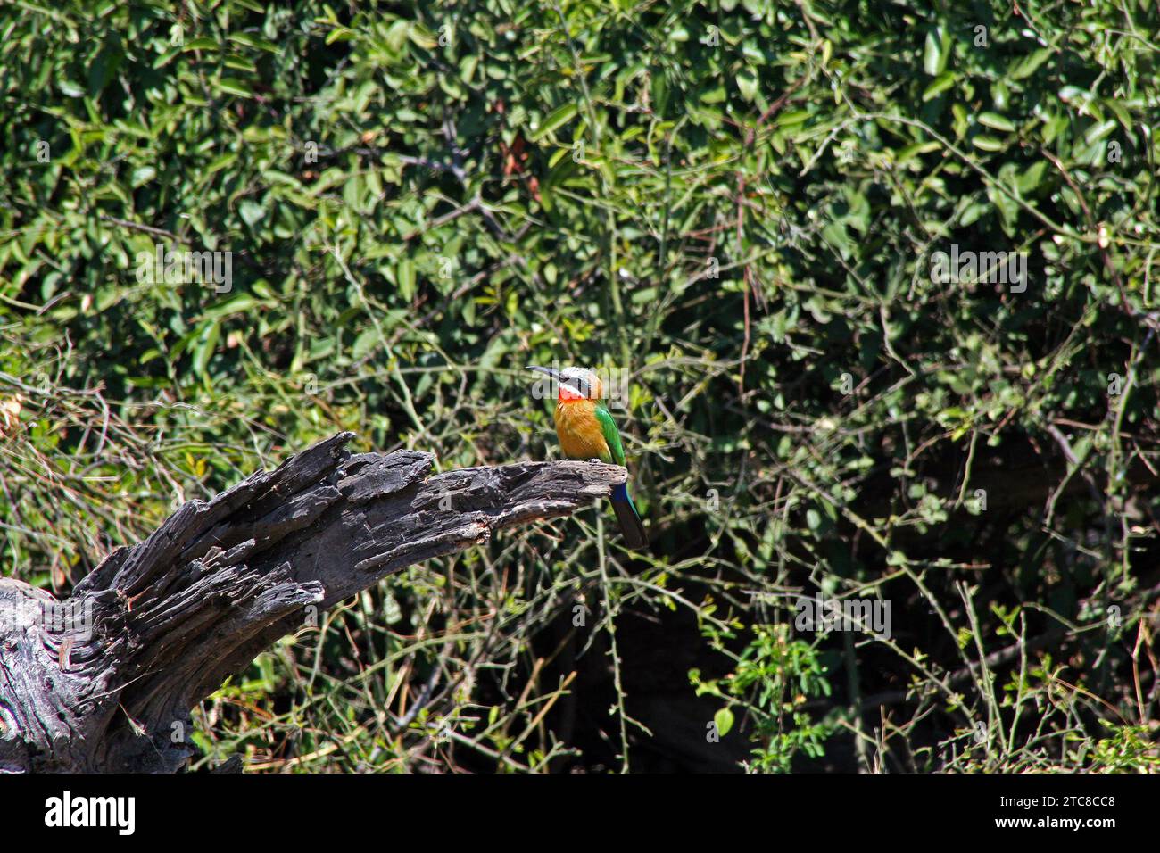 Bienenfresser, Okavango Delta, Botswana. Stockfoto