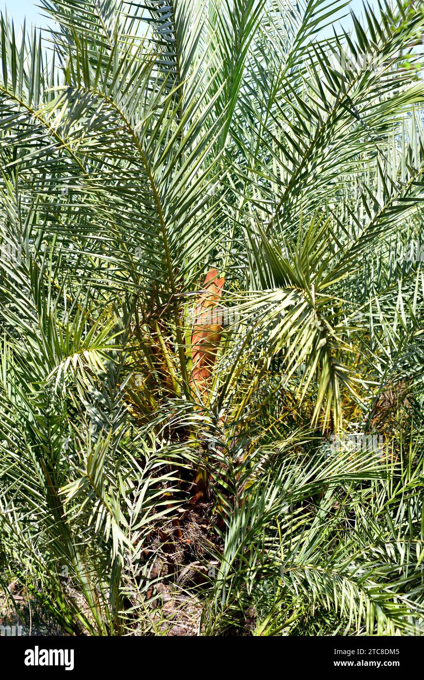 Die kretische Dattelpalme (Phoenix theophrasti) ist eine endemische Palme auf Kreta und den umliegenden Inseln. Mit Chamaerops sind Humilis die einzigartigen einheimischen Palmen Europas. Stockfoto