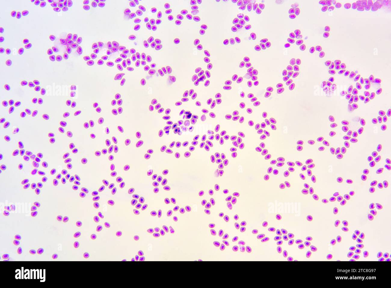 Fischblut mit Nukleaterythrozyten. Lichtmikroskop X300 mit einer Breite von 10 cm. Stockfoto