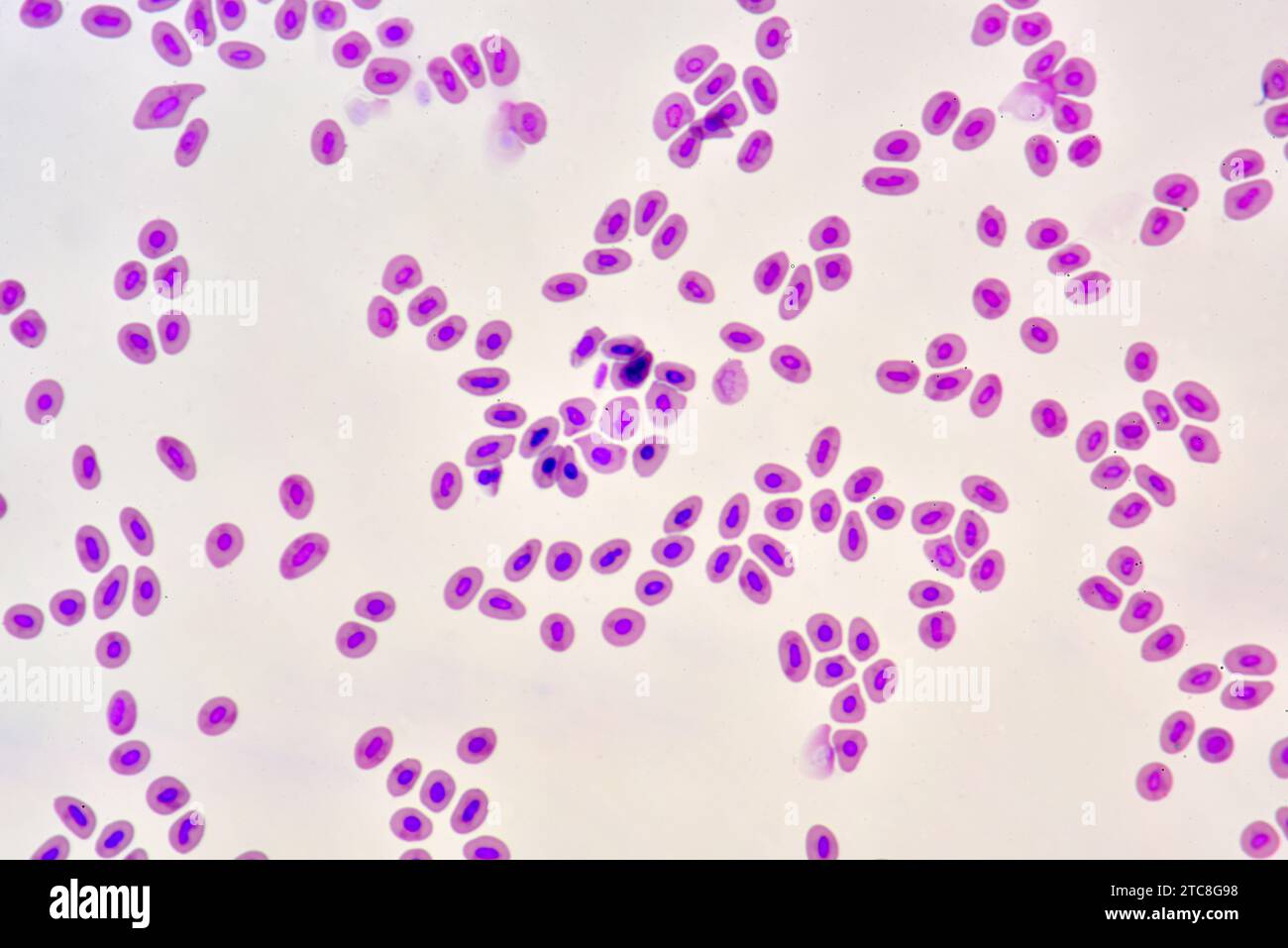 Fischblut mit Nucleatd-Erythrozyten. Optisches Mikroskop X400. Stockfoto