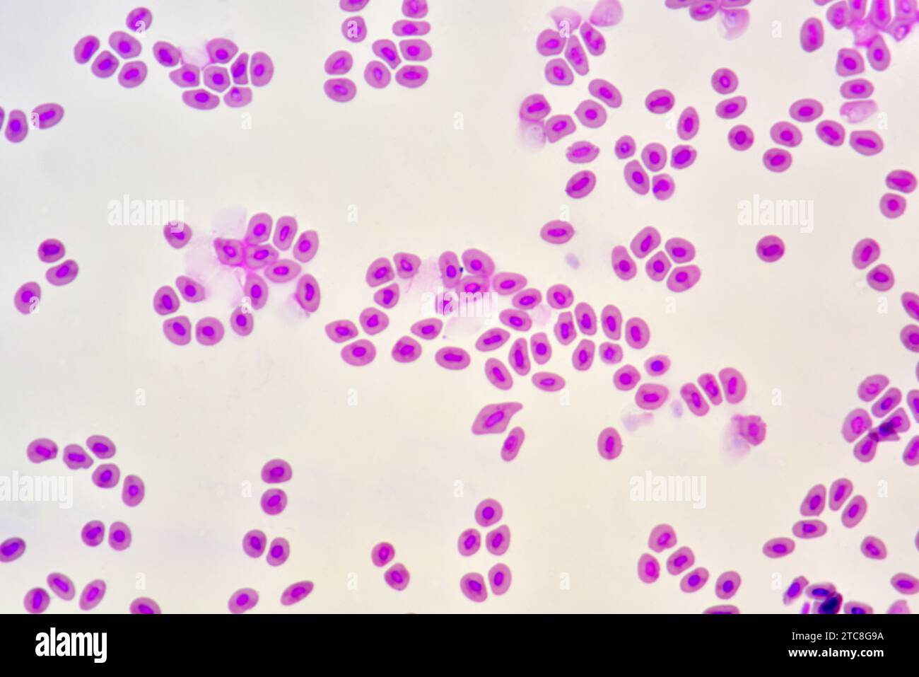 Fischblut mit Nukleaterythrozyten. Lichtmikroskop X300 mit einer Breite von 10 cm. Stockfoto