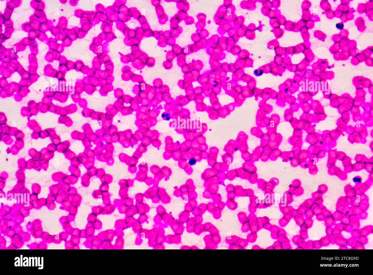 Säugetierblut mit Erythrozyten und Leukozyten. Optisches Mikroskop X600 mit 10 cm Breite. Stockfoto