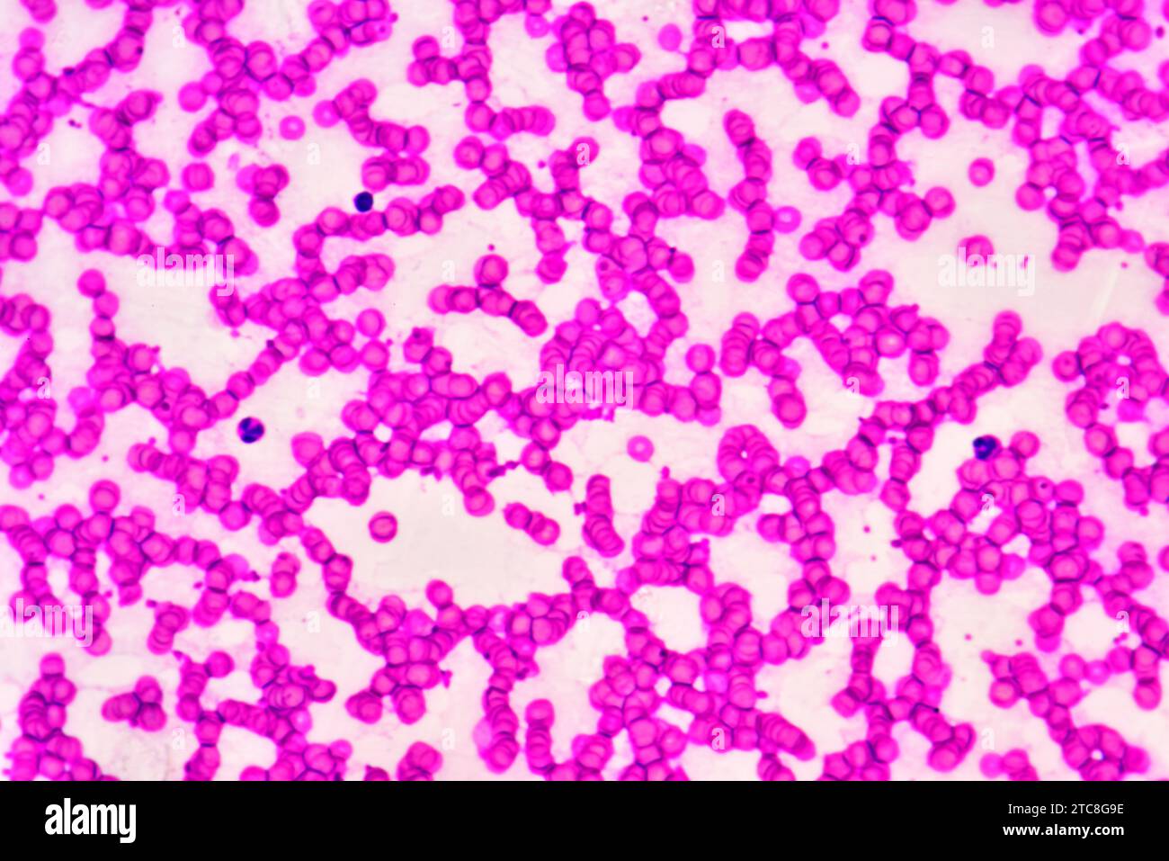 Säugetierblut mit Erythrozyten und Leukozyten. Lichtmikroskop X600 mit 10 cm Breite. Stockfoto