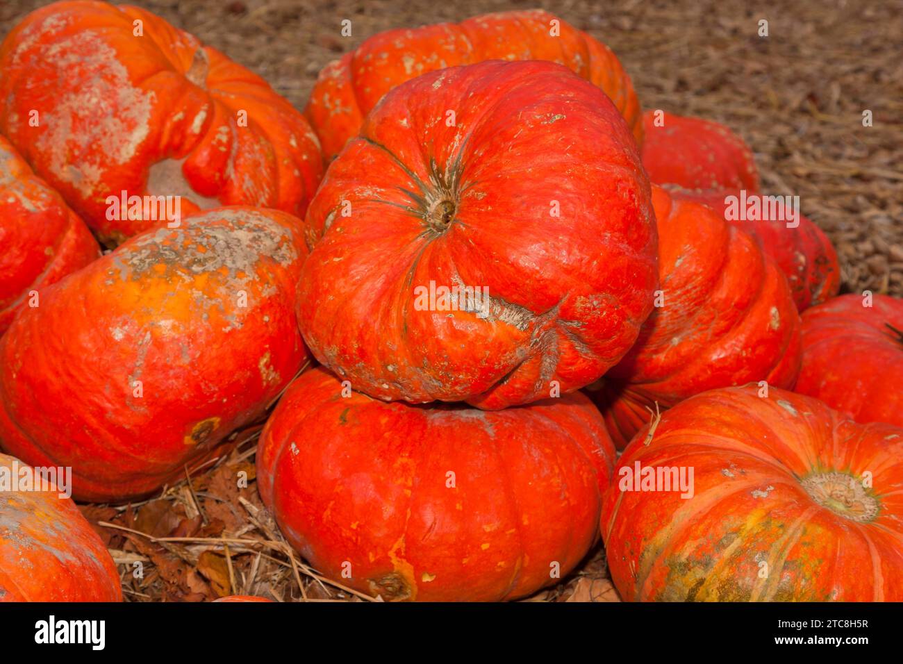 Kürbisse (Cucurbita) (Cucurbitaceae) sind eine Pflanzengattung der Kürbisse. Es werden fünf Arten angebaut: Cucurbita argyrosperma, siam-Kürbis Stockfoto