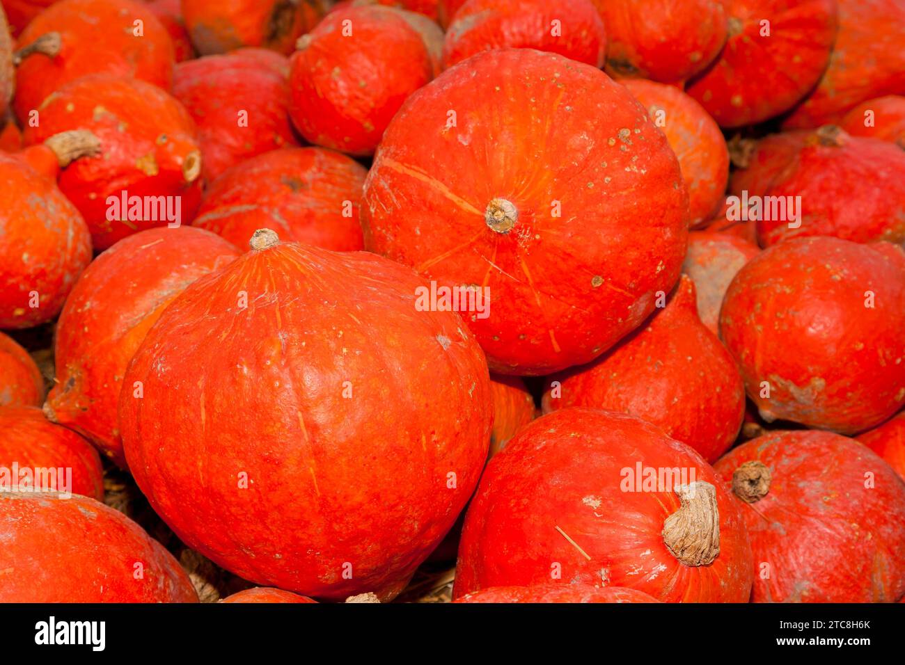 Kürbisse (Cucurbita) (Cucurbitaceae) sind eine Pflanzengattung der Kürbisse. Es werden fünf Arten angebaut: Cucurbita argyrosperma, siam-Kürbis Stockfoto