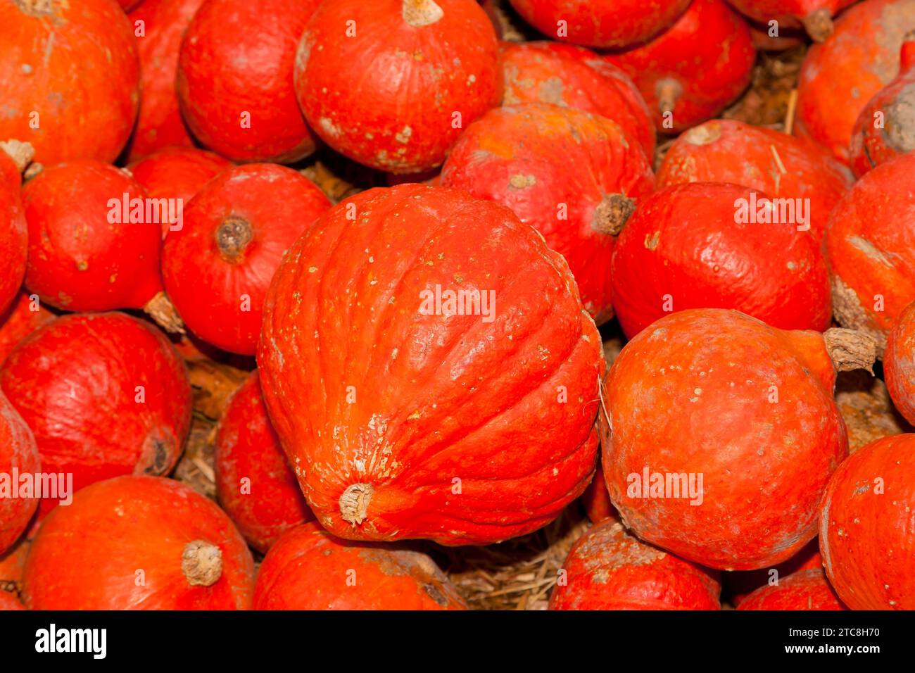 Kürbisse (Cucurbita) (Cucurbitaceae) sind eine Pflanzengattung der Kürbisse. Es werden fünf Arten angebaut: Cucurbita argyrosperma, siam-Kürbis Stockfoto