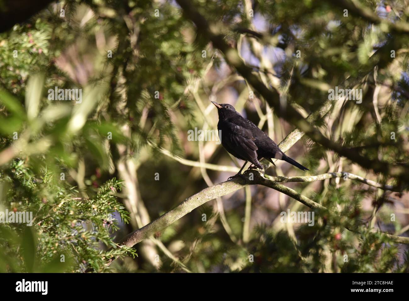 Gemeiner Schwarzvogel (Turdus merula) im linken Profil rechts vom Bild, auf überkreuzten sonnendurchfluteten Ästen vor Waldhintergrund, aufgenommen in Großbritannien Stockfoto