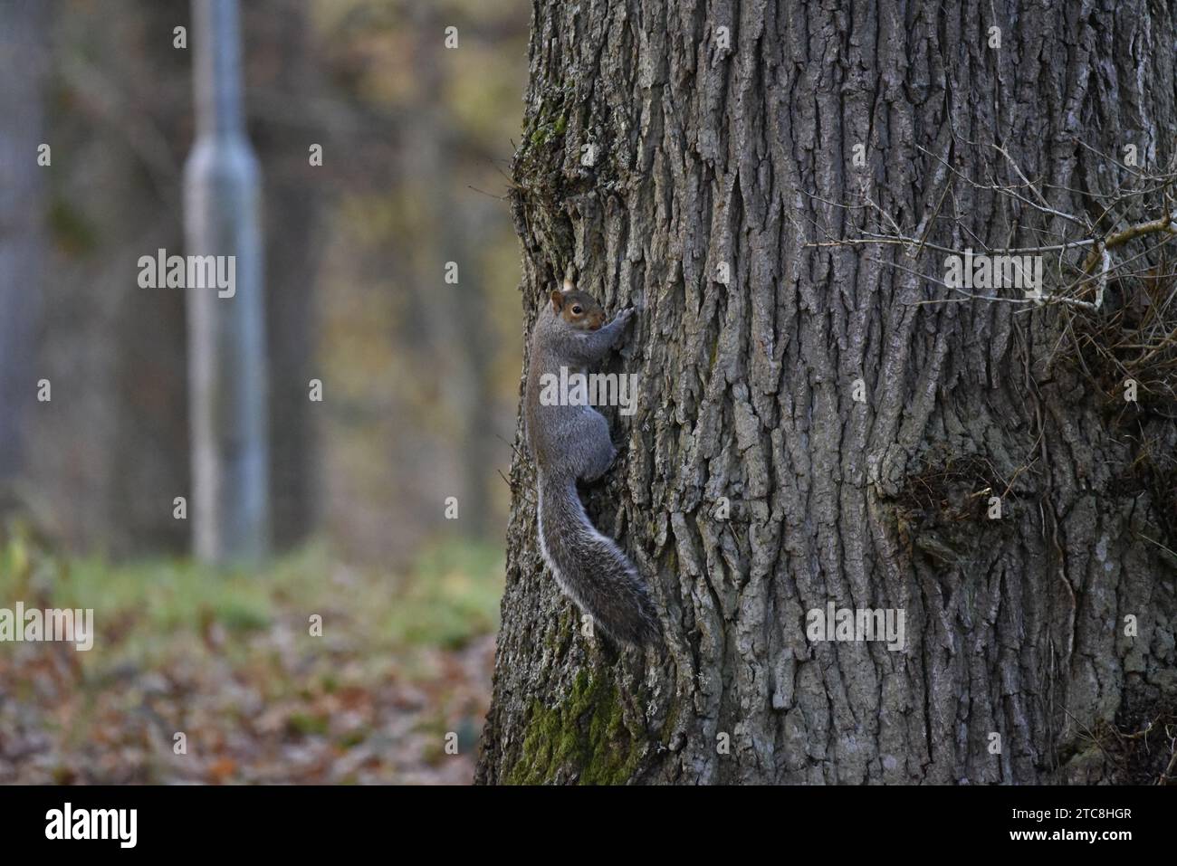 Graues Eichhörnchen (Sciurus carolinensis) im rechten Profil einen großen Baumstamm rechts vom Bild, Blick auf Kamera mit einem Acorn im Mund, Großbritannien Stockfoto