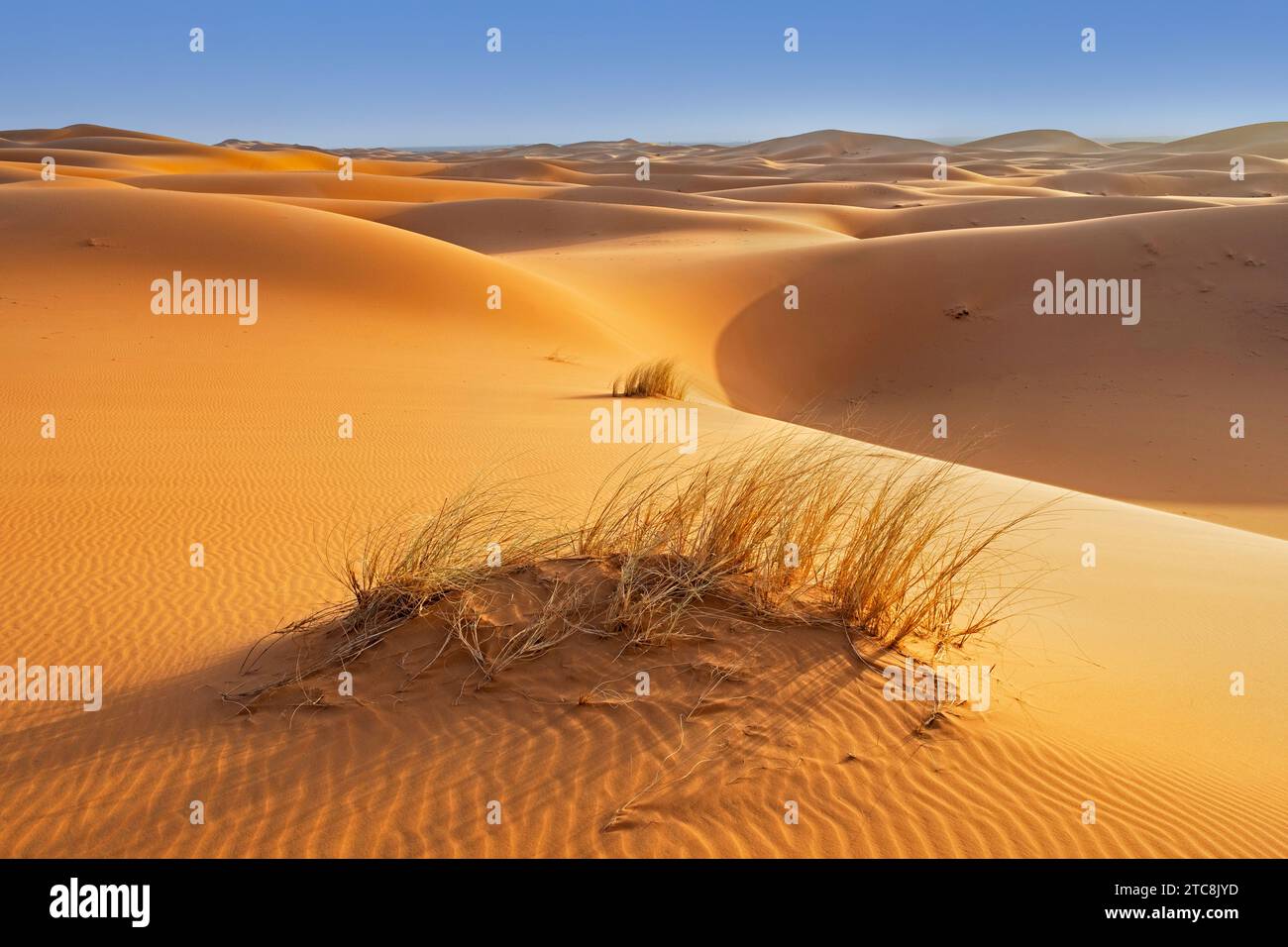 Karge Vegetation wie Gräser in windgepeitschten Sanddünen von Erg Chebbi in der Sahara in der Nähe von Merzouga, Drâa-Tafilalet, Errachidia, Marokko Stockfoto