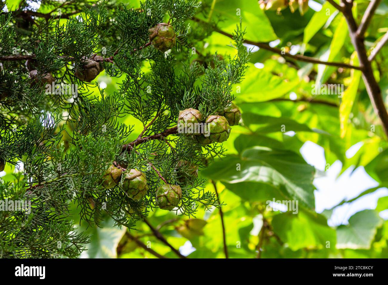 Reisen Sie nach Georgien - immergrüne Zypressen mit Kegeln in der Region Kakheti am Herbsttag Stockfoto