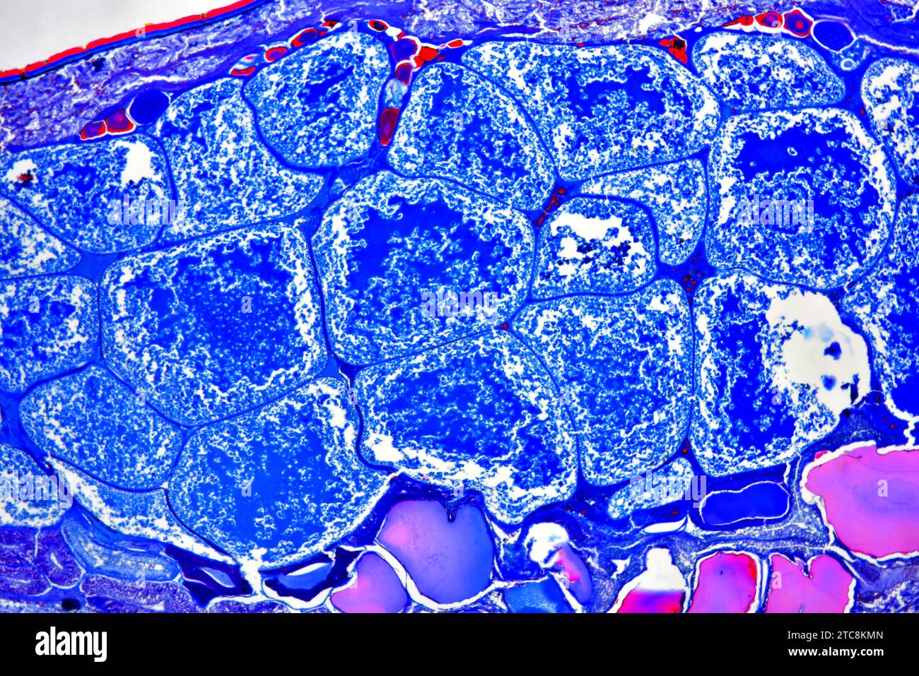 Buchlunge der Gartenspinne (Araneus sp.) Querschnitt. Lichtmikroskop X50 mit 10 cm Breite. Stockfoto