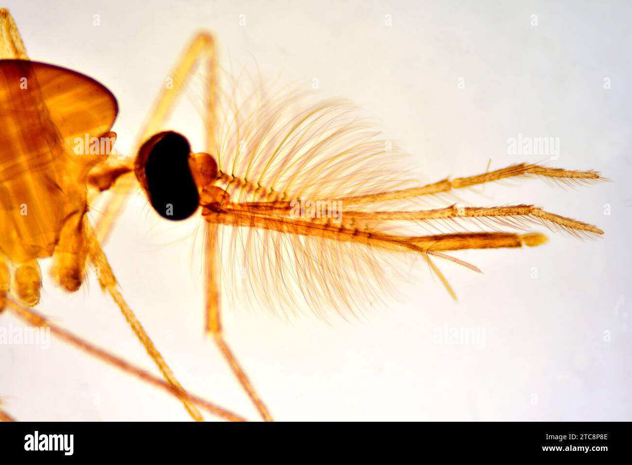 Männliche gemeine Hausmücke (Culex pipiens), Kopf mit Antennen, Proboscis, Handflächen, zusammengesetzte Augen und Beine. Lichtmikroskop X50 mit 10 cm Breite. Stockfoto