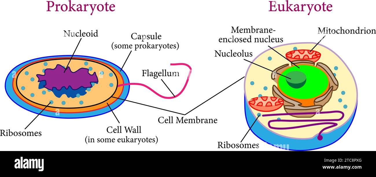 Vergleich zwischen Eukaryoten und Prokaryoten. Vektorillustration. Stock Vektor