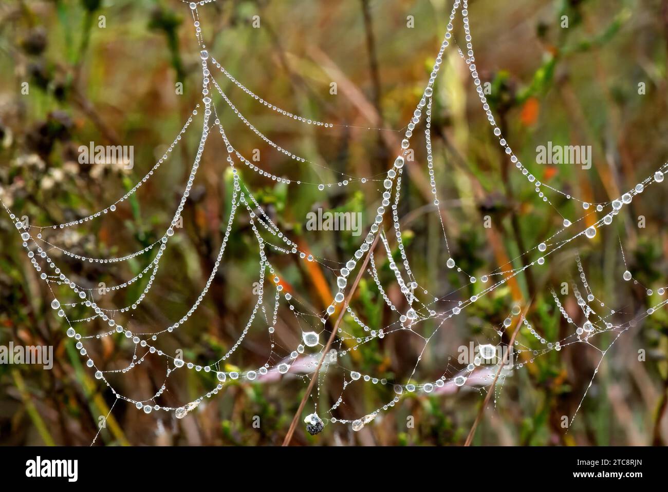 Wassertropfen auf einem Spinnennetz, Serra da Canastra, Minas Gerais, Brasilien Stockfoto