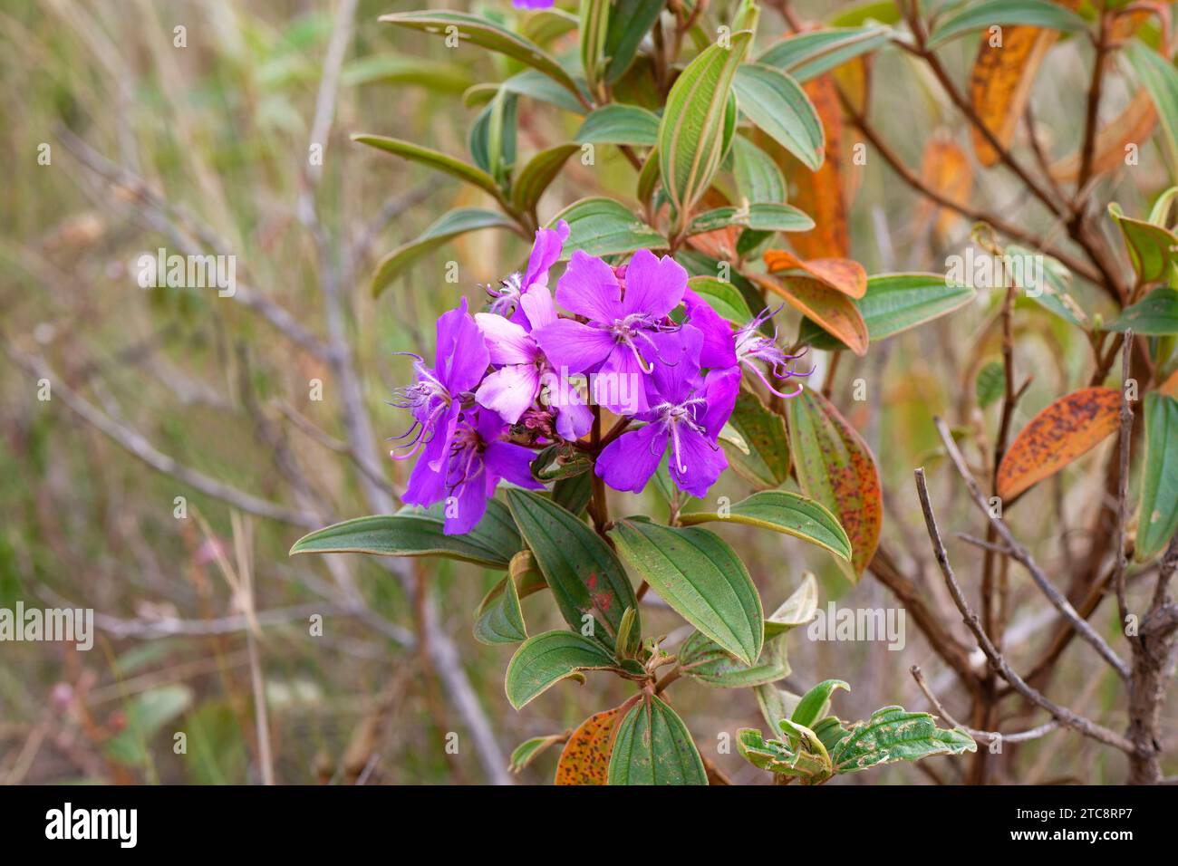 Lila Blume, Tibouchina granulosa, Serra da Canastra, Minas Gerais, Brasilien Stockfoto