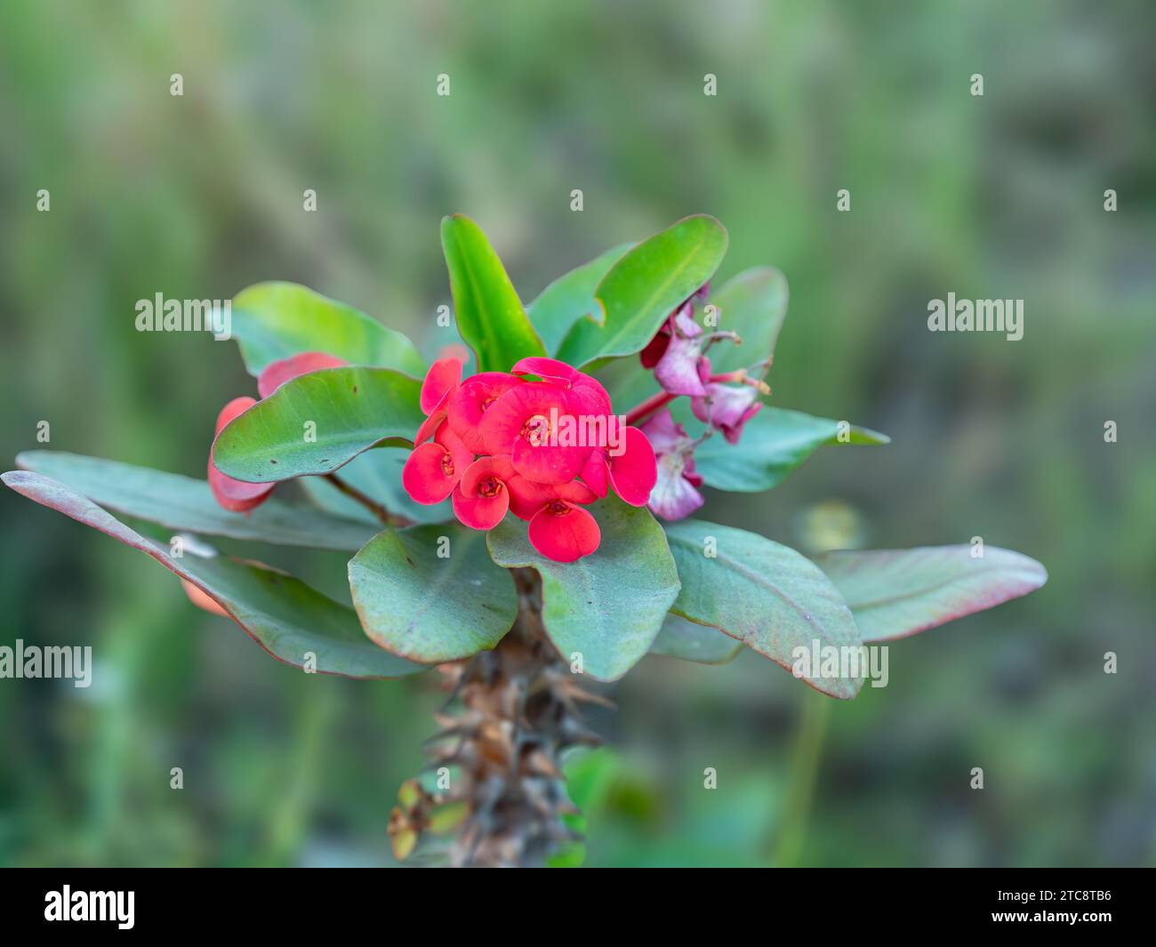 Blumenbild für Werbung ( Blumenbild für Website, Dokumentarfilm, Filmproduktion und alle anderen Marketingzwecke. Rotes Blumenbild. Stockfoto