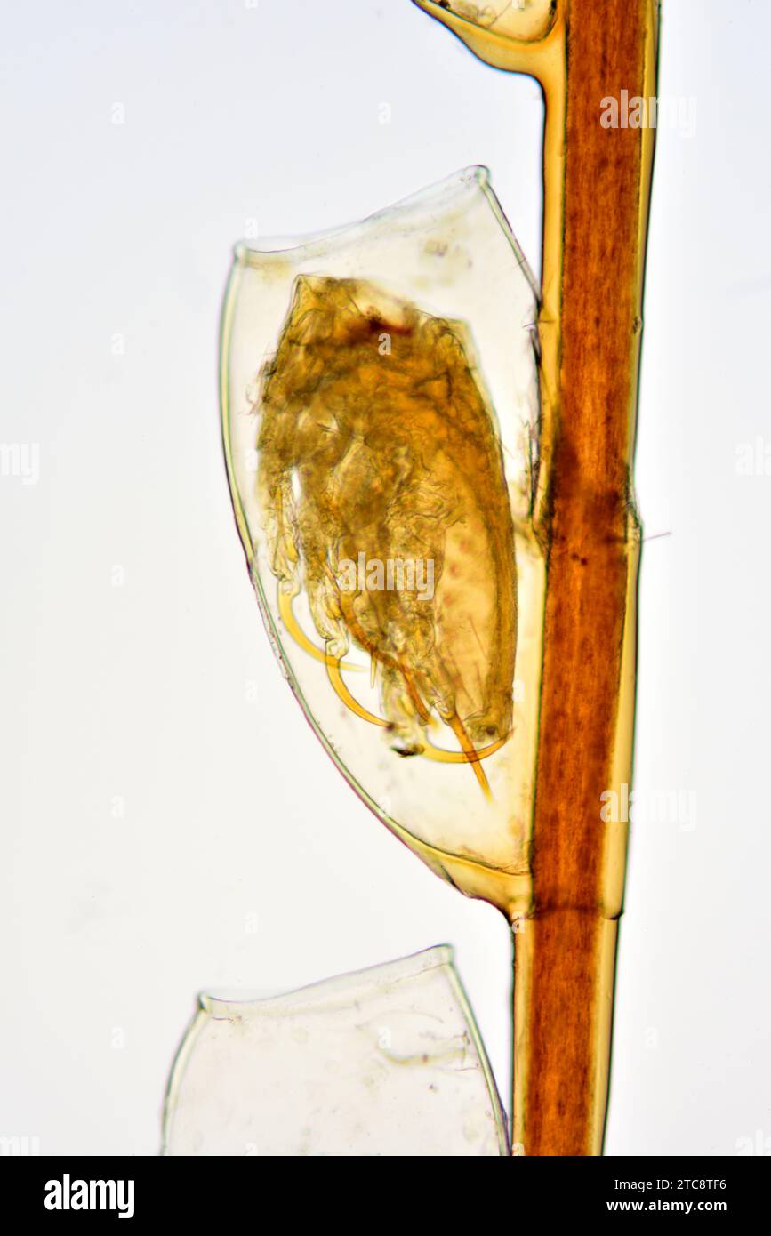 Kopflaus (Pediculus humanus capitis)-Larve an einem Haar (nit). Lichtmikroskop X150 mit einer Breite von 10 cm. Stockfoto