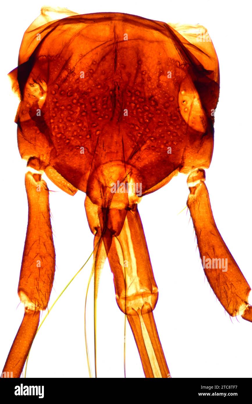 Firebug (Pyrrhocoris apterus), Kopfdetail. Lichtmikroskop X50 mit 10 cm Breite. Stockfoto