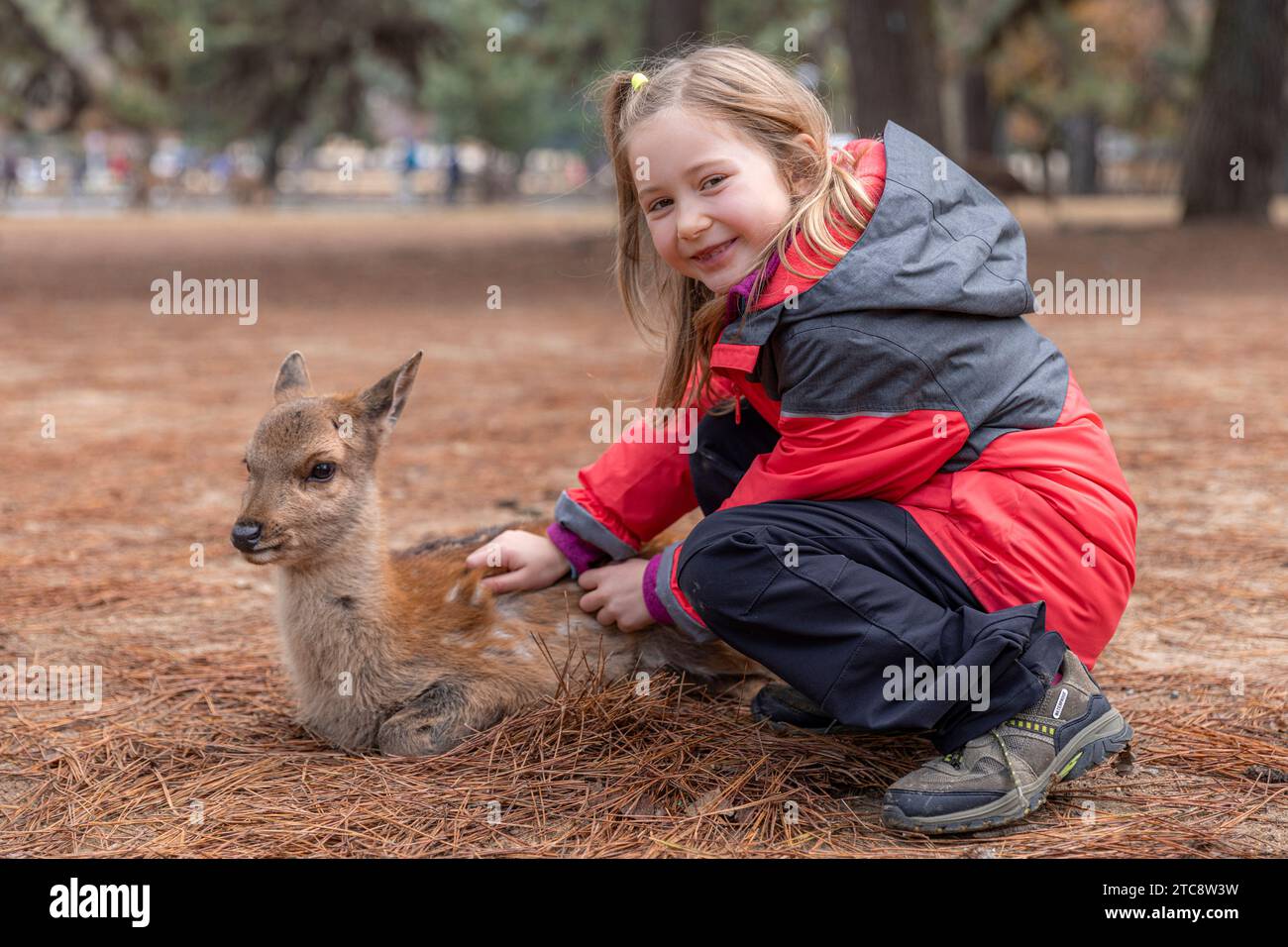 Ein weißes Mädchen streichelt ein Rehkitz im Nara Park Stockfoto