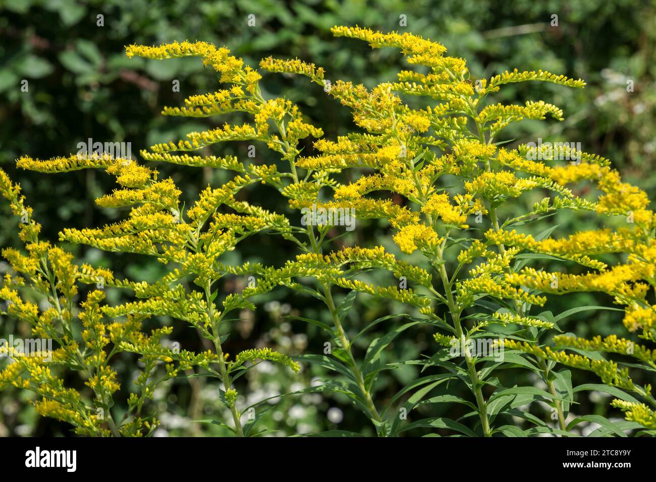 Riesengoldenrod (Solidago gigantea), auch bekannt als hohe Goldrute, gelb blühend, Baden-Württemberg, Deutschland Stockfoto