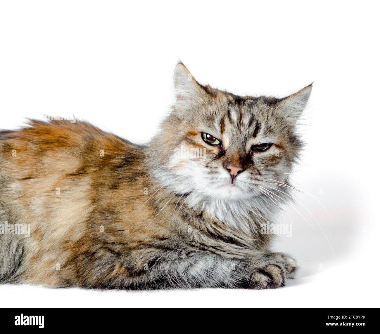 Wütende rote Katze isoliert auf weißem Hintergrund Stockfoto