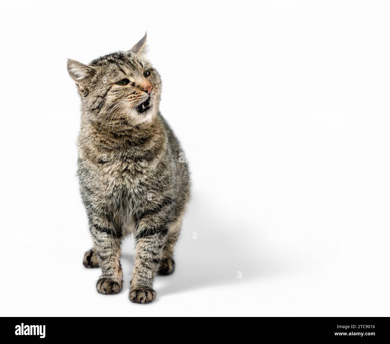 Überraschte graue Katze mit offenem Mund auf weißem Hintergrund isoliert Stockfoto