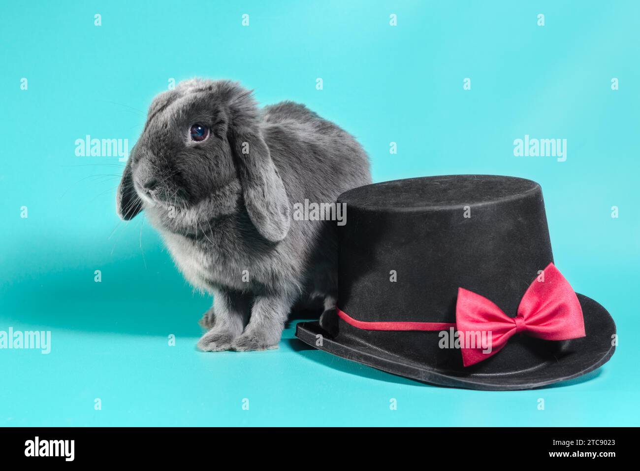 Graues Zwergkaninchen neben einem schwarzen Zylinderhut auf türkisfarbenem Hintergrund Stockfoto