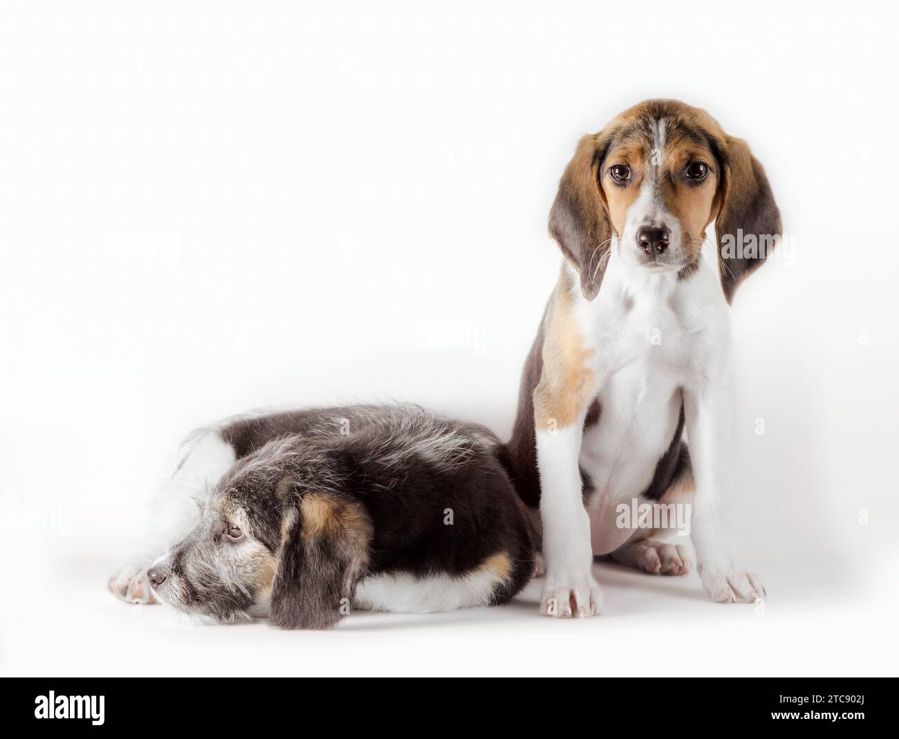 Zwei junge Hündchen isoliert auf weißem Hintergrund Stockfoto