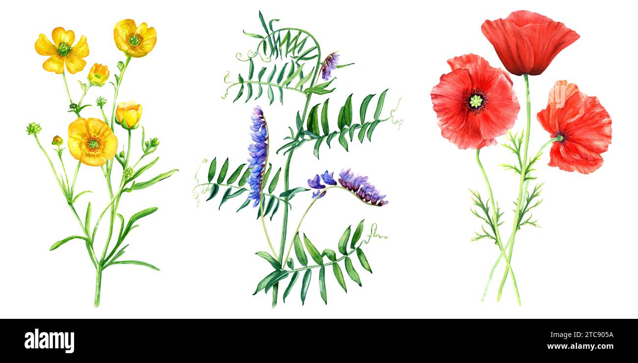 Eine Reihe von wilden Blumen und Gräsern wie gelbe Butterblumen, Wicke und rote Mohnblumen. Handgezeichnete botanische Aquarellillustration isoliert auf weißem Rücken Stockfoto